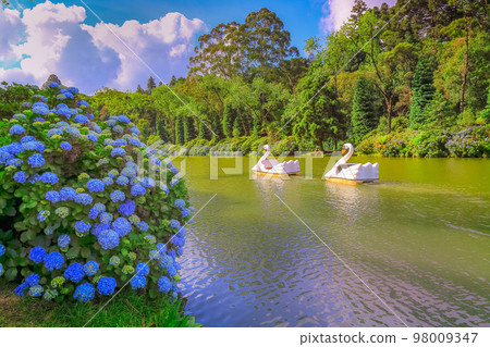 Lago Negro, landscape with Hydrangeas, Gramado at springtime, Southern Brazil 98009347