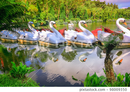 Lago Negro, landscape with Hydrangeas, Gramado at springtime, Southern Brazil 98009350