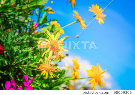 yellow Flowers in rustic balcony at springtime, Interlaken, Switzerland yellow Flowers in rustic balcony at springtime, Interlaken, Switzerland 98009366
