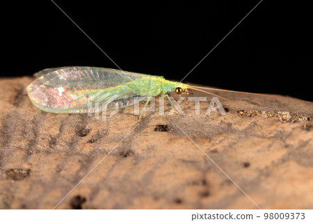Creatures, Insects, White-spotted lacewings, and it is said that there are about 40 species of lacewings in Japan Creatures, Insects, White-spotted lacewings, and it is said that there are about 40 species of lacewings in Japan 98009373