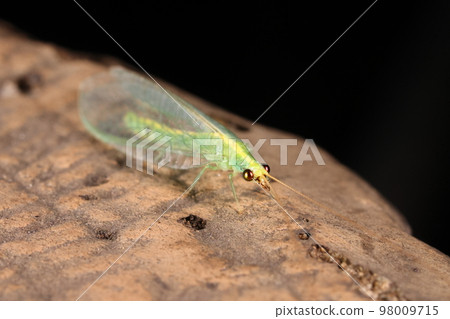 Creatures Insects Lapis lapis, characterized by black spots on its eyes. Larvae are natural enemies of agricultural pests, i.e. beneficial insects Creatures Insects Lapis lapis, characterized by black spots on its eyes. Larvae are natural enemies of agricultural pests, i.e. beneficial insects 98009715