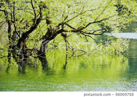 新鮮的綠色Hokuryu湖 新鮮的綠色Hokuryu湖 98009788
