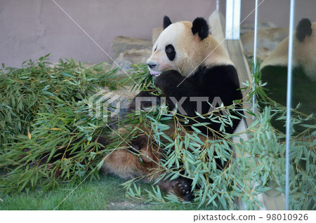 Beach eating bamboo deliciously Beach eating bamboo deliciously 98010926