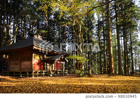 浪漫的茨城縣（立羽山黑前神社釋迦堂內，鋪滿銀杏葉的美麗地毯預示著深秋的到來。）日立市十町 98010945