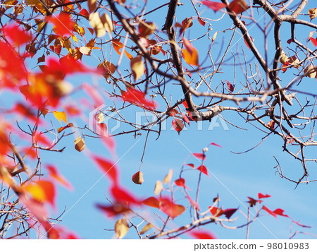 Leaves of autumn leaves Nankinhase 98010983