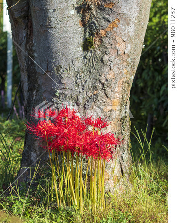 A cluster amaryllis that blooms at the base of a tree A cluster amaryllis that blooms at the base of a tree 98011237
