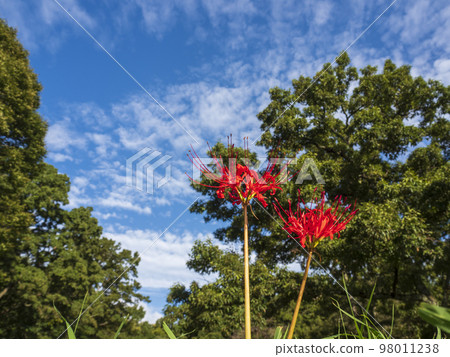 A cluster amaryllis of two wheels A cluster amaryllis of two wheels 98011238