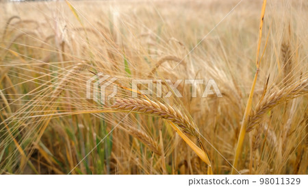 ears of ripe wheat in the field on a summer day ears of ripe wheat in the field on a summer day 98011329