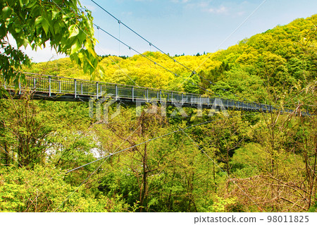 Yamabiko Suspension Bridge (Shichikashuku Town, Katta District, Miyagi Prefecture) Yamabiko Suspension Bridge (Shichikashuku Town, Katta District, Miyagi Prefecture) 98011825