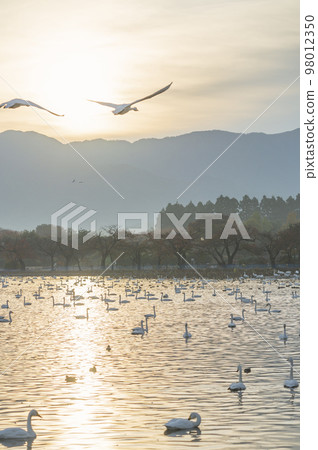 新潟晨湖 新潟晨湖 98012350