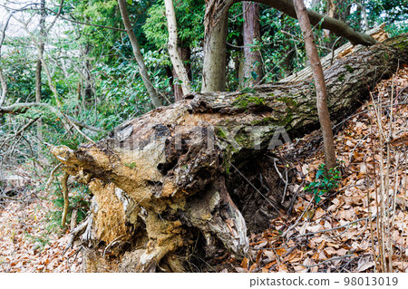 The 2nd day of climbing to the nameless peak with the 217m triangulation point in Kizu, Kyoto Fallen tree on the way down ② 98013019