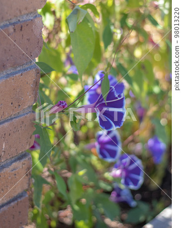 morning glory with white border 98013220