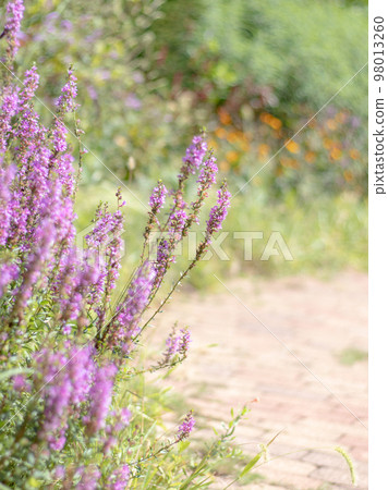 藥草園風光 98013260