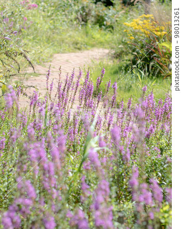 藥草園風光 98013261