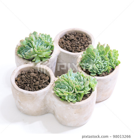 多肉植物，Echeveria Iria 盆栽植物 [白色背景] 98013266