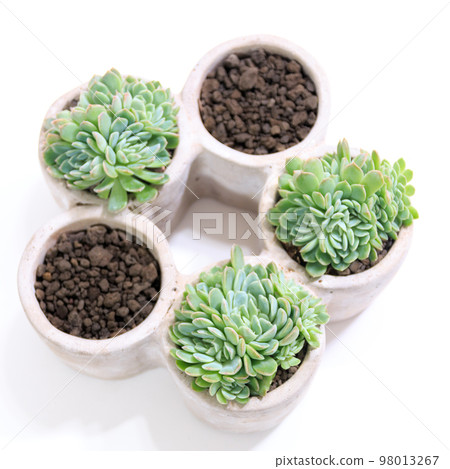 多肉植物，Echeveria Iria 盆栽植物 [白色背景] 98013267