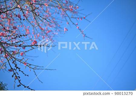 在橫濱筑紫野發現的紅梅 在橫濱筑紫野發現的紅梅 98013270