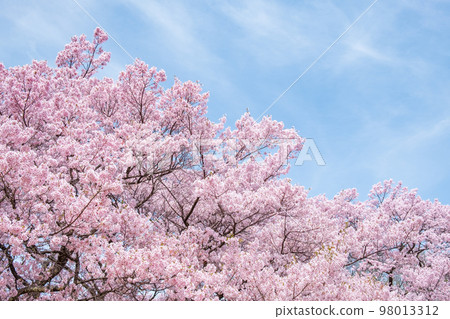 高藤城跡公園的櫻花 高藤城跡公園的櫻花 98013312