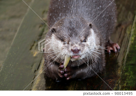Small-clawed otter close-up while eating Otter Ageo Maruyama Park, Ageo City, Saitama Prefecture Small-clawed otter close-up while eating Otter Ageo Maruyama Park, Ageo City, Saitama Prefecture 98013495