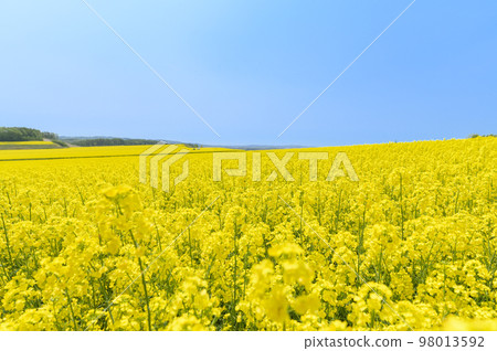 Rape flower field and blue sky on one side 98013592