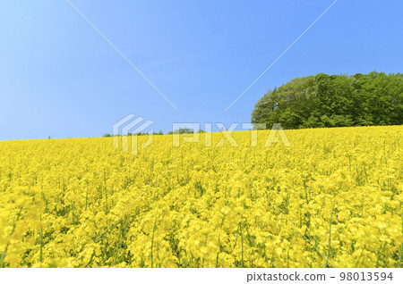 強姦花田和藍天在一邊 98013594