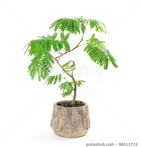 Houseplant, Everfresh potted plant that sleeps with its leaves closed at night [white background] 98013719