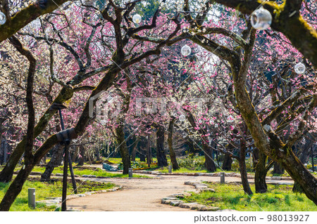 早春的古京都北野天滿宮的梅花“花之丹羽”梅園 早春的古京都北野天滿宮的梅花“花之丹羽”梅園 98013927