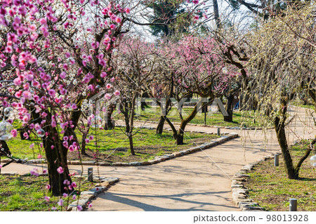 早春的古京都北野天滿宮的梅花“花之丹羽”梅園 98013928