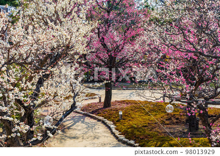 早春的古京都北野天滿宮的梅花“花之丹羽”梅園 98013929