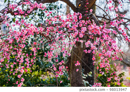 Ancient Kyoto in early spring Kitano Tenmangu Shrine's plum blossoms ``Hana no Niwa'' plum garden Ancient Kyoto in early spring Kitano Tenmangu Shrine's plum blossoms ``Hana no Niwa'' plum garden 98013947