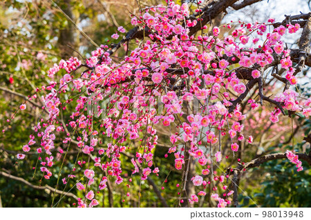 Ancient Kyoto in early spring Kitano Tenmangu Shrine's plum blossoms ``Hana no Niwa'' plum garden Ancient Kyoto in early spring Kitano Tenmangu Shrine's plum blossoms ``Hana no Niwa'' plum garden 98013948
