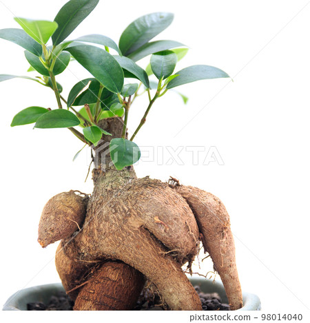 觀葉植物 Kijimuna 居住的榕樹氣生根 [白色背景] 98014040