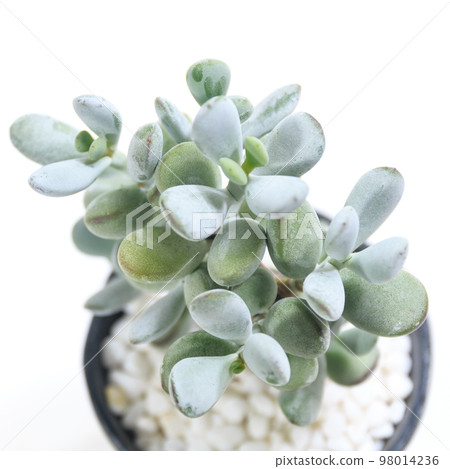 Succulent plant, plump girl (Cotyledon, Fukudaruma) leaves [white background] 98014236