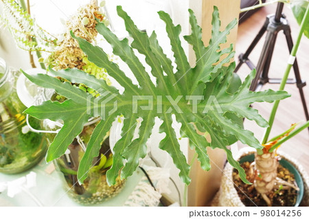 Horizontal photo of philodendron sellome leaf ⑨ Horizontal photo of philodendron sellome leaf ⑨ 98014256