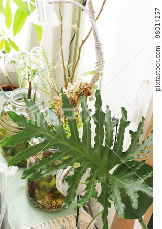 喜林芋葉立圖② 喜林芋葉立圖② 98014257