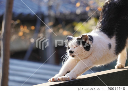 一隻貓在冬日的陽光下伸懶腰 98014648