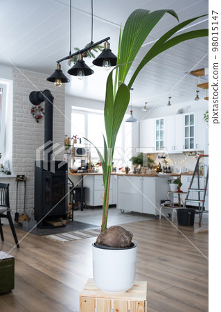 Coconut palm in a pot at home in interior. Green house, care and cultivation of tropical plants 98015147