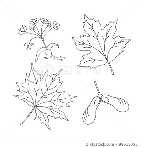 Vector set of line maple tree elements isolated on white background. Botanical illustration of maple leaf, brunch, flowers, key fruit. Black and white clip art 98015355