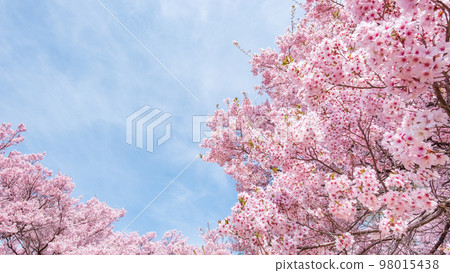 Cherry blossoms in Takato Castle Ruins Park Cherry blossoms in Takato Castle Ruins Park 98015438