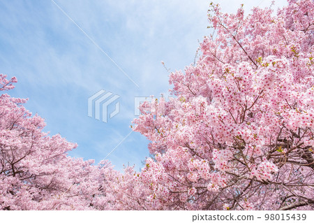 Cherry blossoms in Takato Castle Ruins Park 98015439