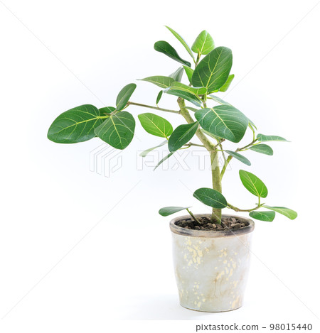 A potted plant of Ficus Bengalensis, which is said to be a foliage plant and a tree that fulfills your wishes [white background] 98015440