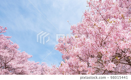 Cherry blossoms in Takato Castle Ruins Park 98015441