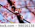 Cherry Blossoms	 98016138