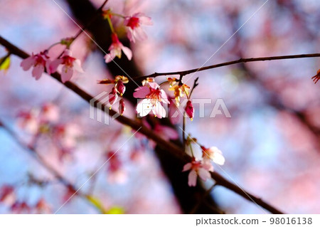 Cherry Blossoms	 98016138