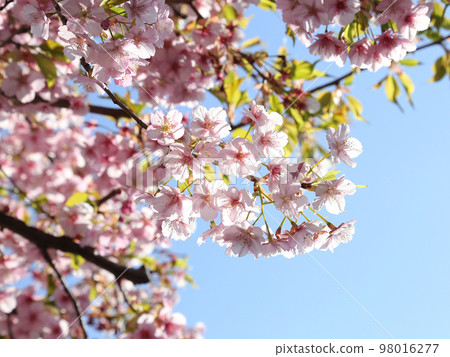 櫻花_0002 98016277