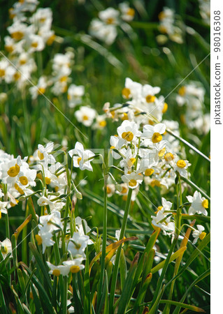 Daffodil of Nibigaki-zaki Daffodil of Nibigaki-zaki 98016308