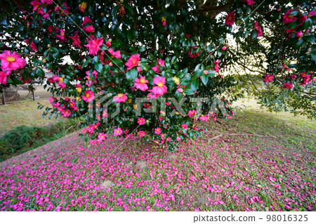 奈良平城宮遺址的古茶梅樹(廣角鏡頭) 奈良平城宮遺址的古茶梅樹(廣角鏡頭) 98016325