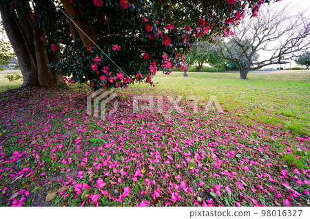 奈良平城宮遺址的古茶梅樹（廣角鏡頭） 98016327