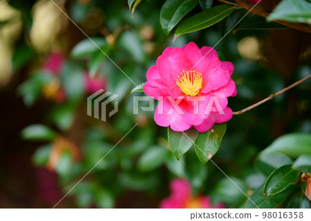 高野原始山公園美麗的茶梅 98016358