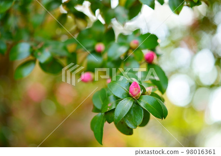Beautiful sasanqua in Takanohara Hajiyama Park 98016361